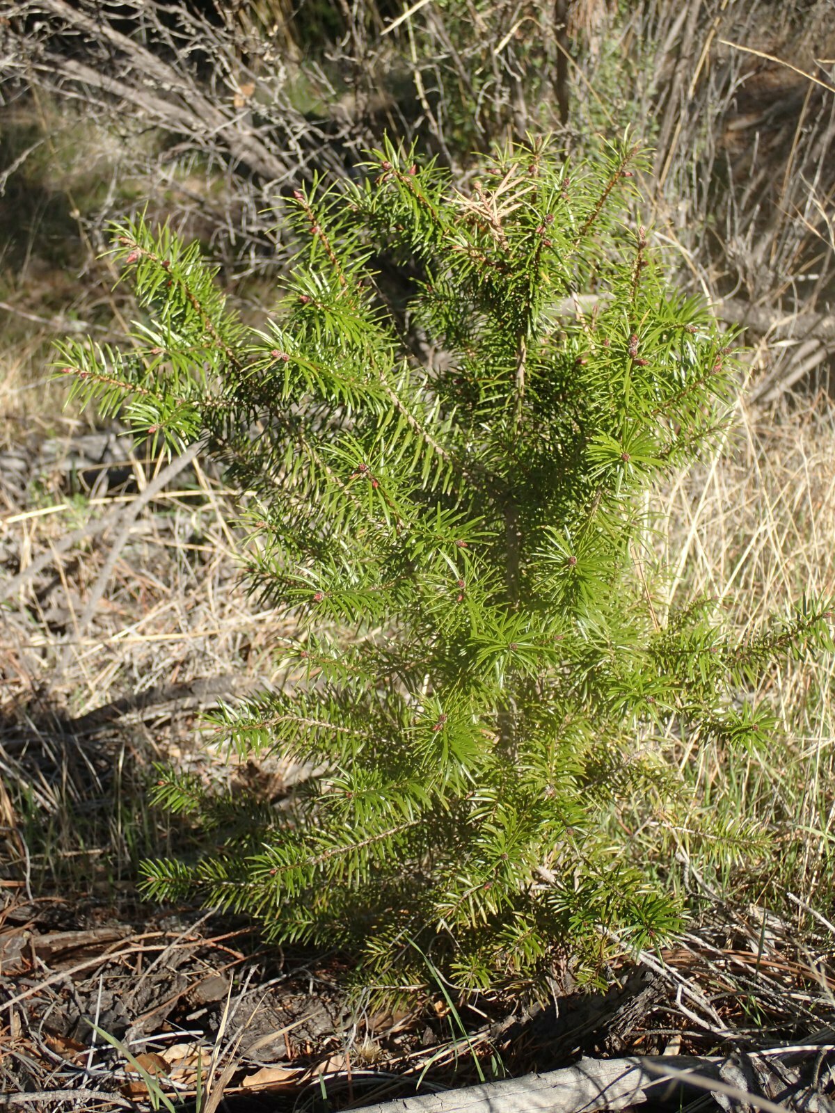 High Resolution Pseudotsuga macrocarpa Main